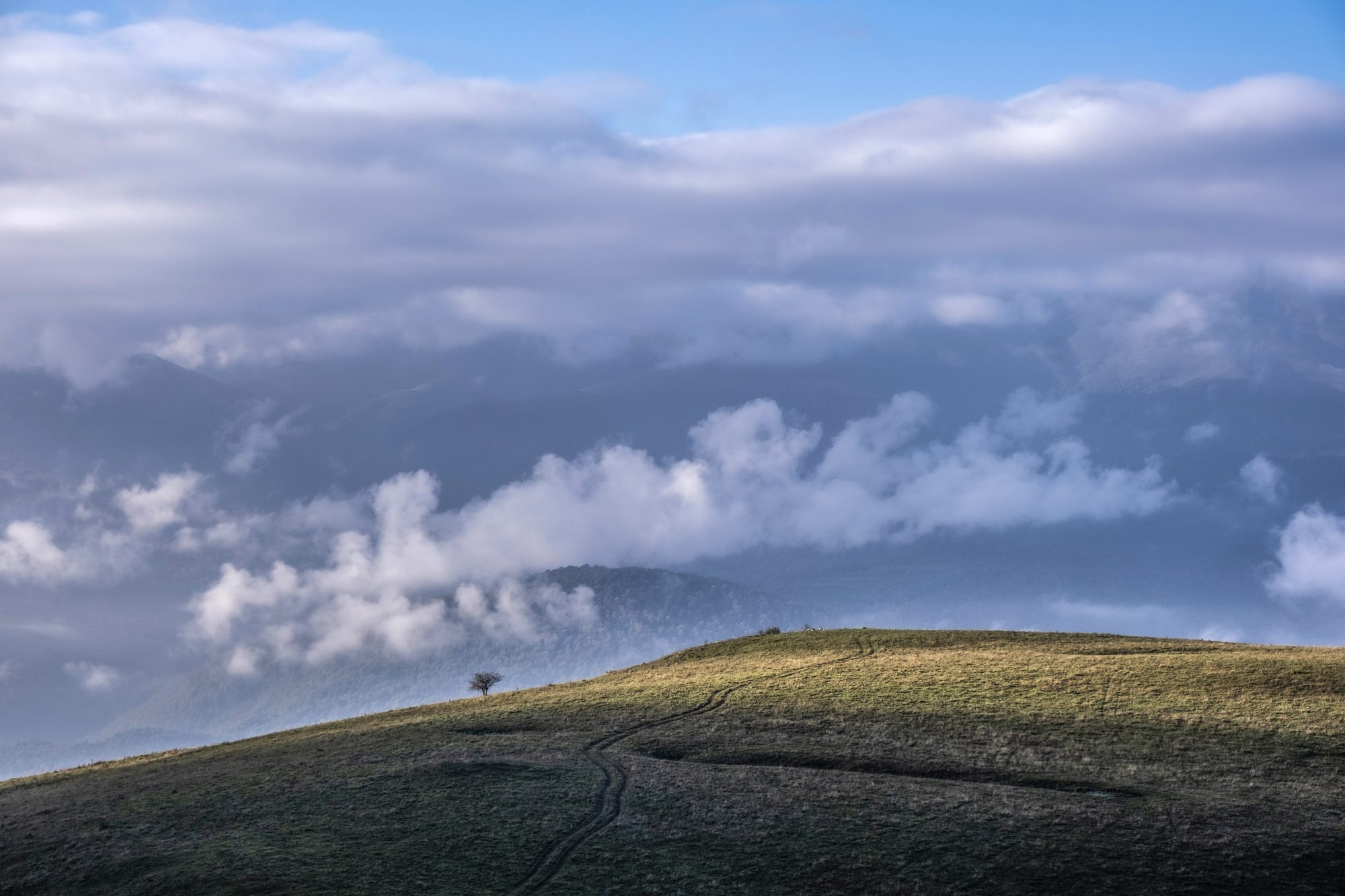 A grassy ridge with a lone tree above clouds in Dilijan National Park