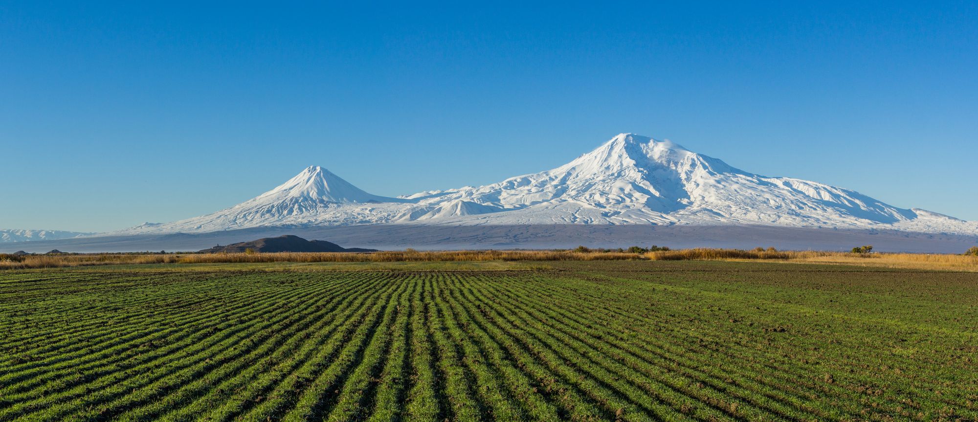 Rows of crops on the Ararat plain with Mount Ararat behind